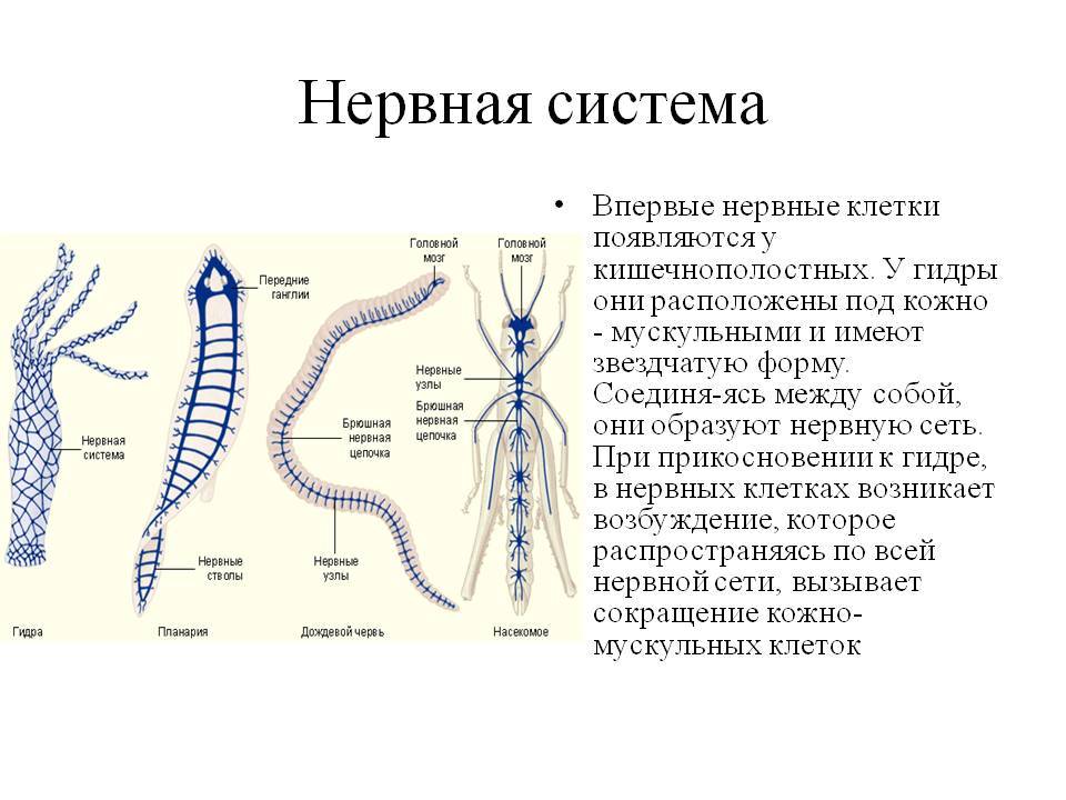 Кракен ссылка в тор