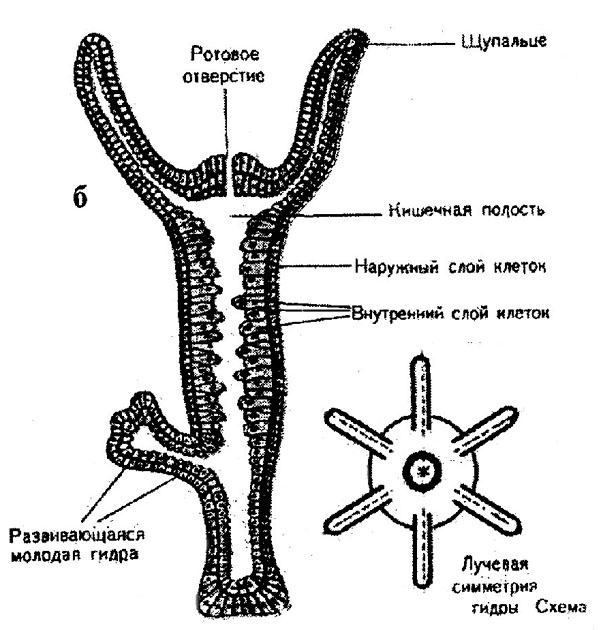 Kraken зеркала kr2web in